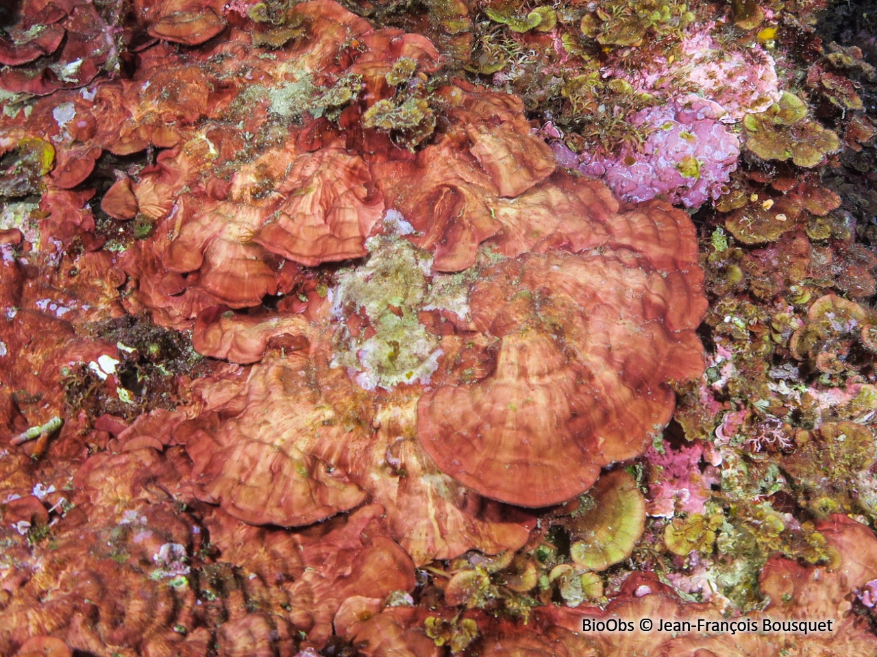Peyssonnele calcifiée - Peyssonnelia rosa-marina - Jean-François Bousquet - BioObs