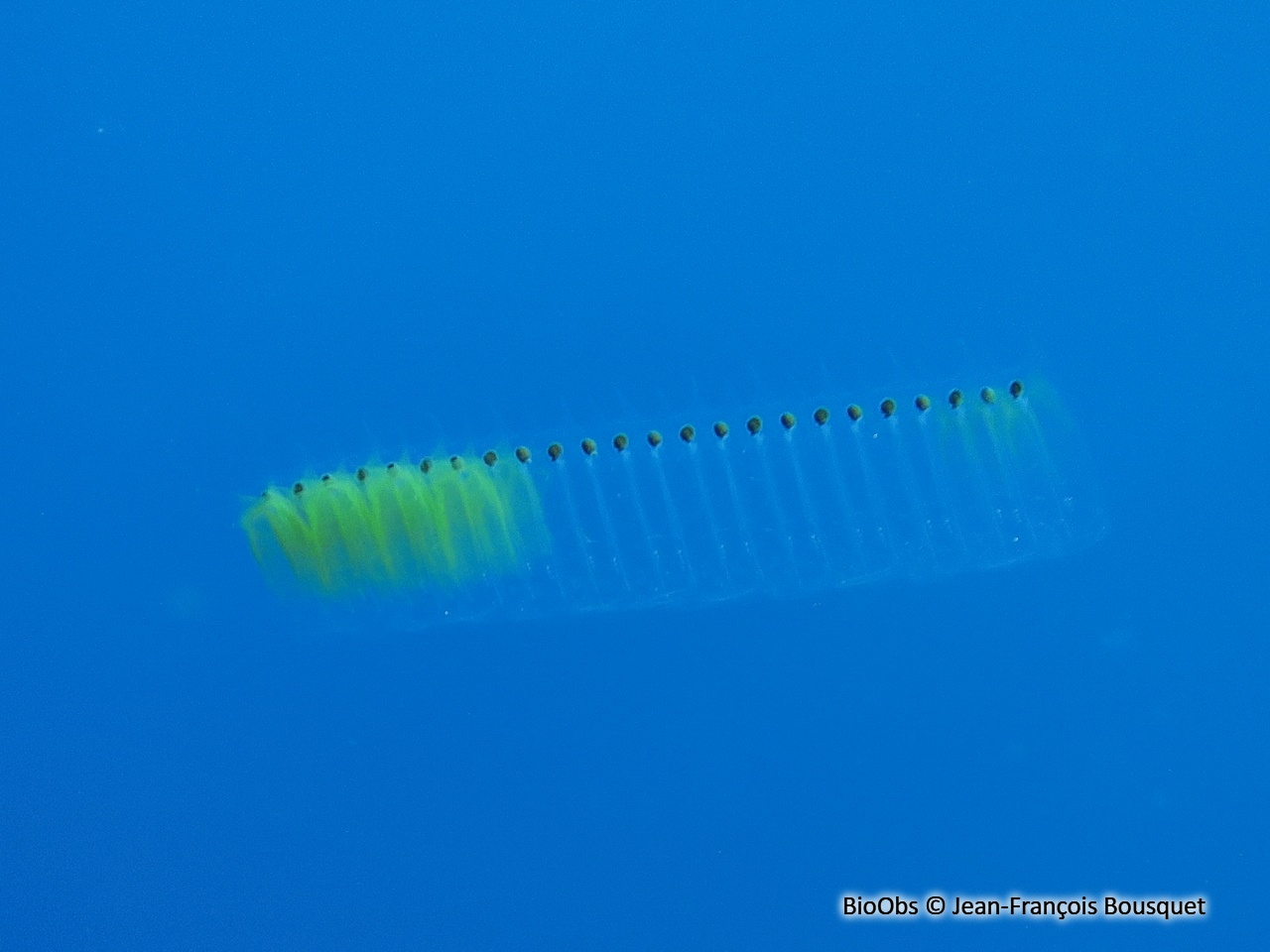 Salpe Pégéa - Pegea confoederata - Jean-François Bousquet - BioObs