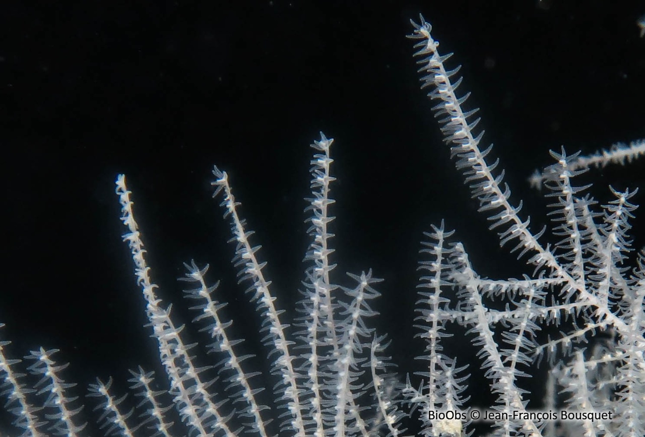 Corail noir de Méditerranée - Antipathella subpinnata - Jean-François Bousquet - BioObs