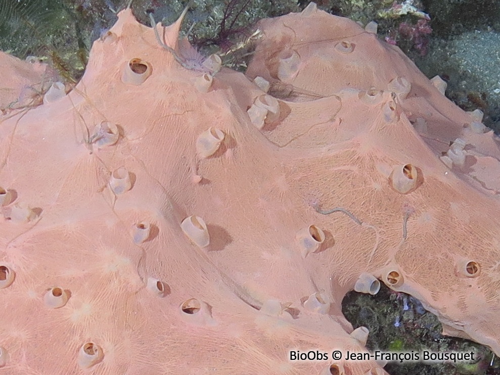 Eponge fibreuse rose - Hexadella racovitzai - Jean-François Bousquet - BioObs