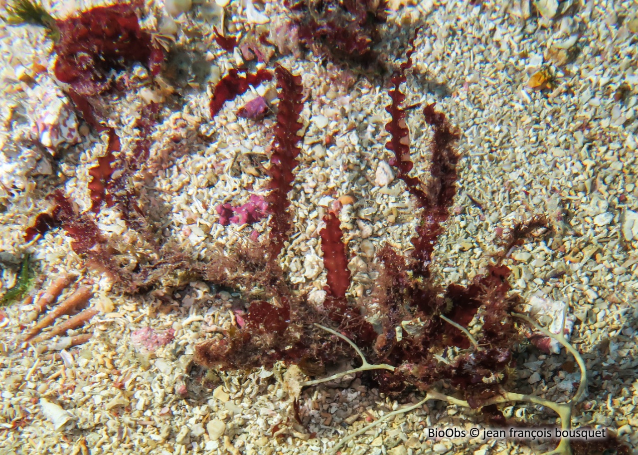 Phyllophora crispa - Phyllophora crispa - jean françois bousquet - BioObs