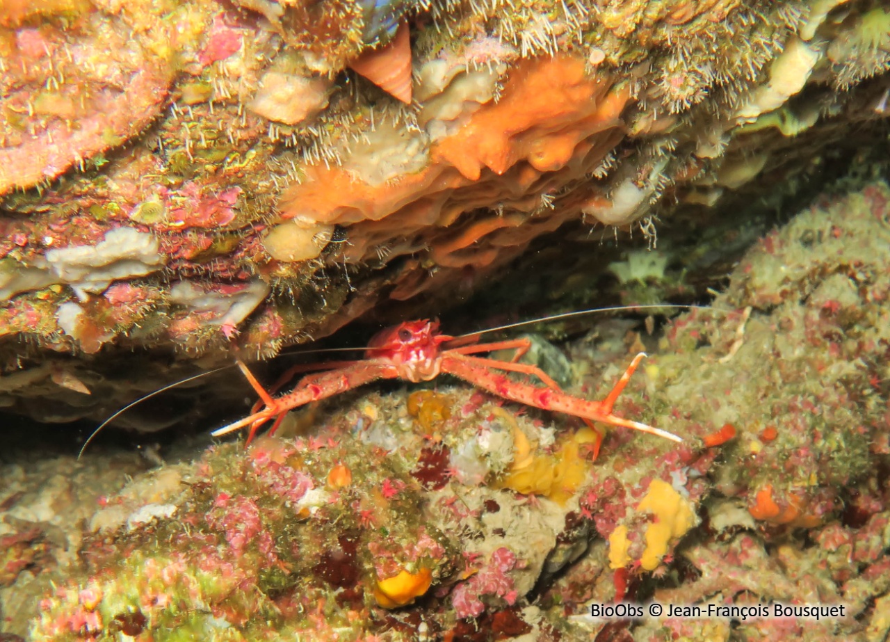 Galathée rose - Munida rugosa - Jean-François Bousquet - BioObs