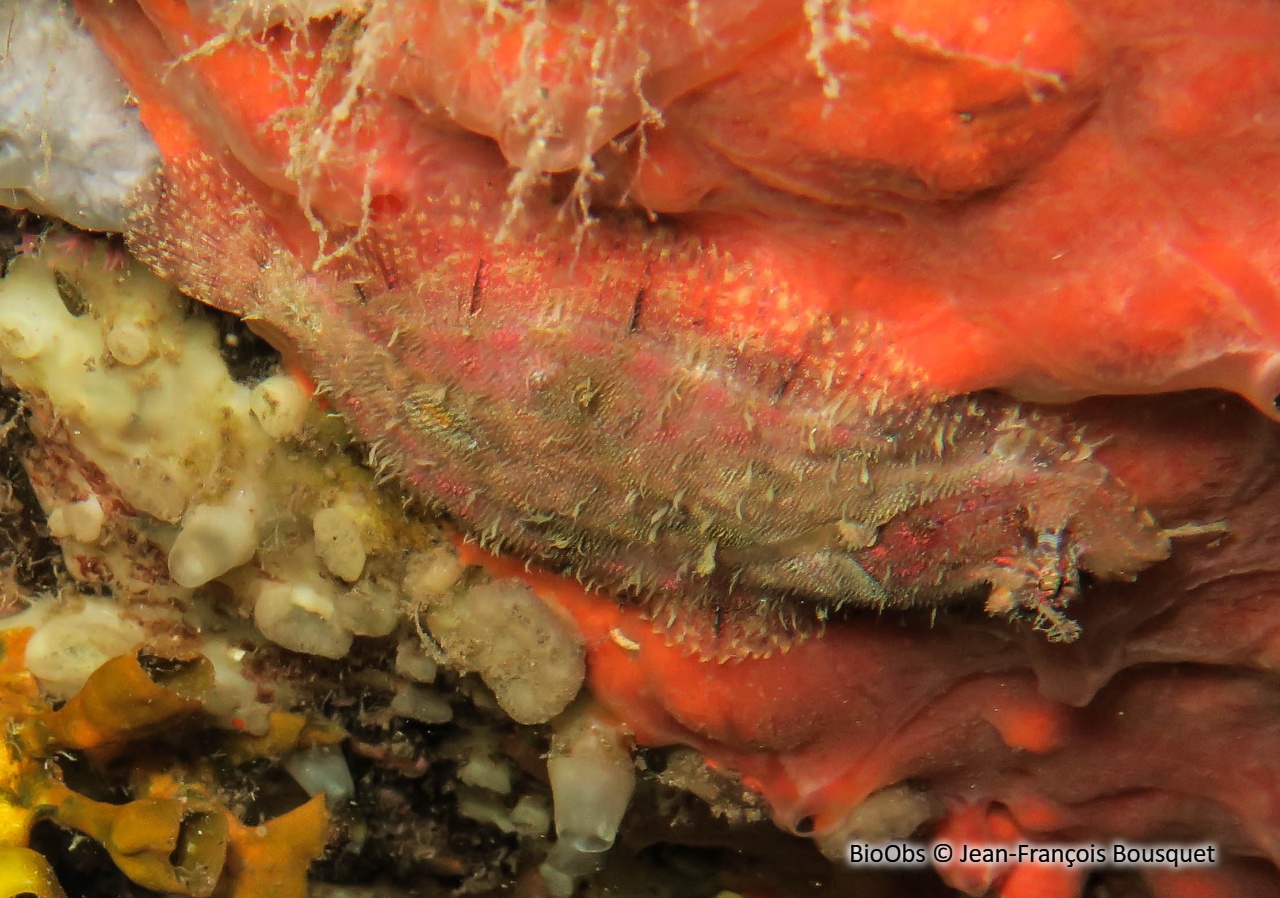 Cardine chevelue - Zeugopterus regius - Jean-François Bousquet - BioObs