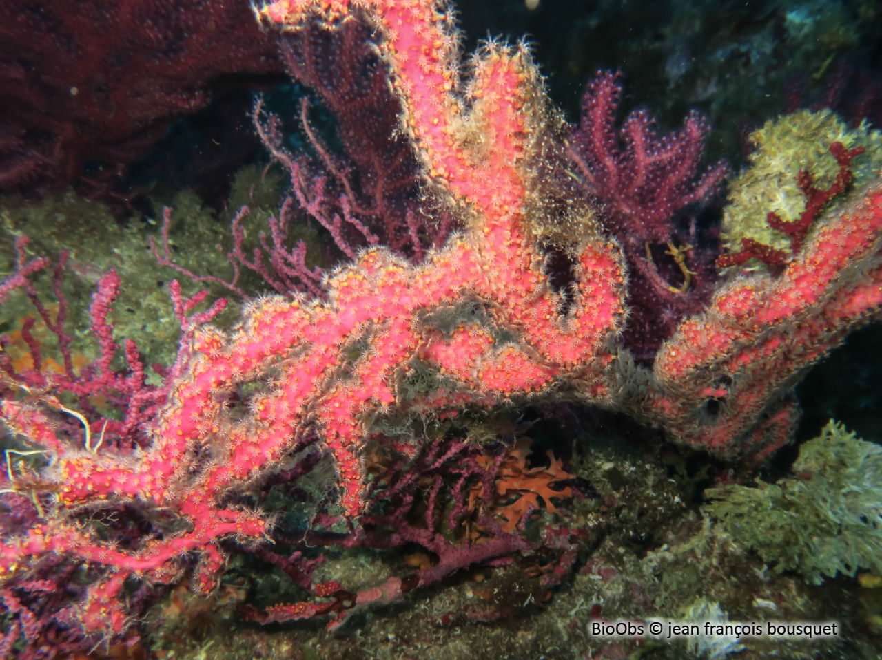Alcyon encroûtant - Alcyonium coralloides - jean françois bousquet - BioObs
