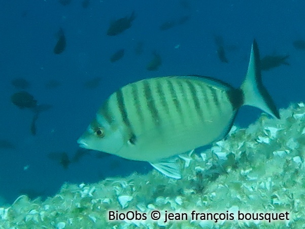 Sar à museau pointu - Diplodus puntazzo - jean françois bousquet - BioObs