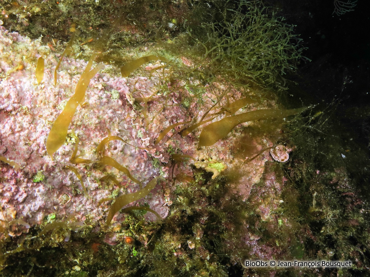 Algue petite feuille de tabac - Phyllariopsis brevipes - Jean-François Bousquet - BioObs