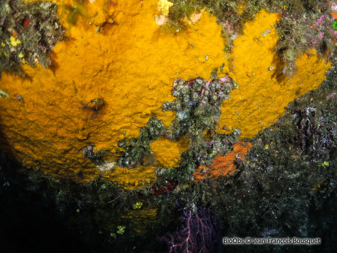 Scopaline ocre - Scopalina lophyropoda - Jean-François Bousquet - BioObs