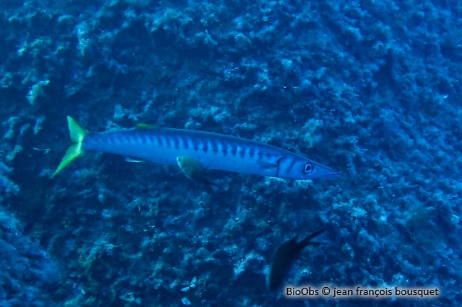 Barracuda, bécune à bouche jaune - Sphyraena viridensis - jean françois bousquet - BioObs
