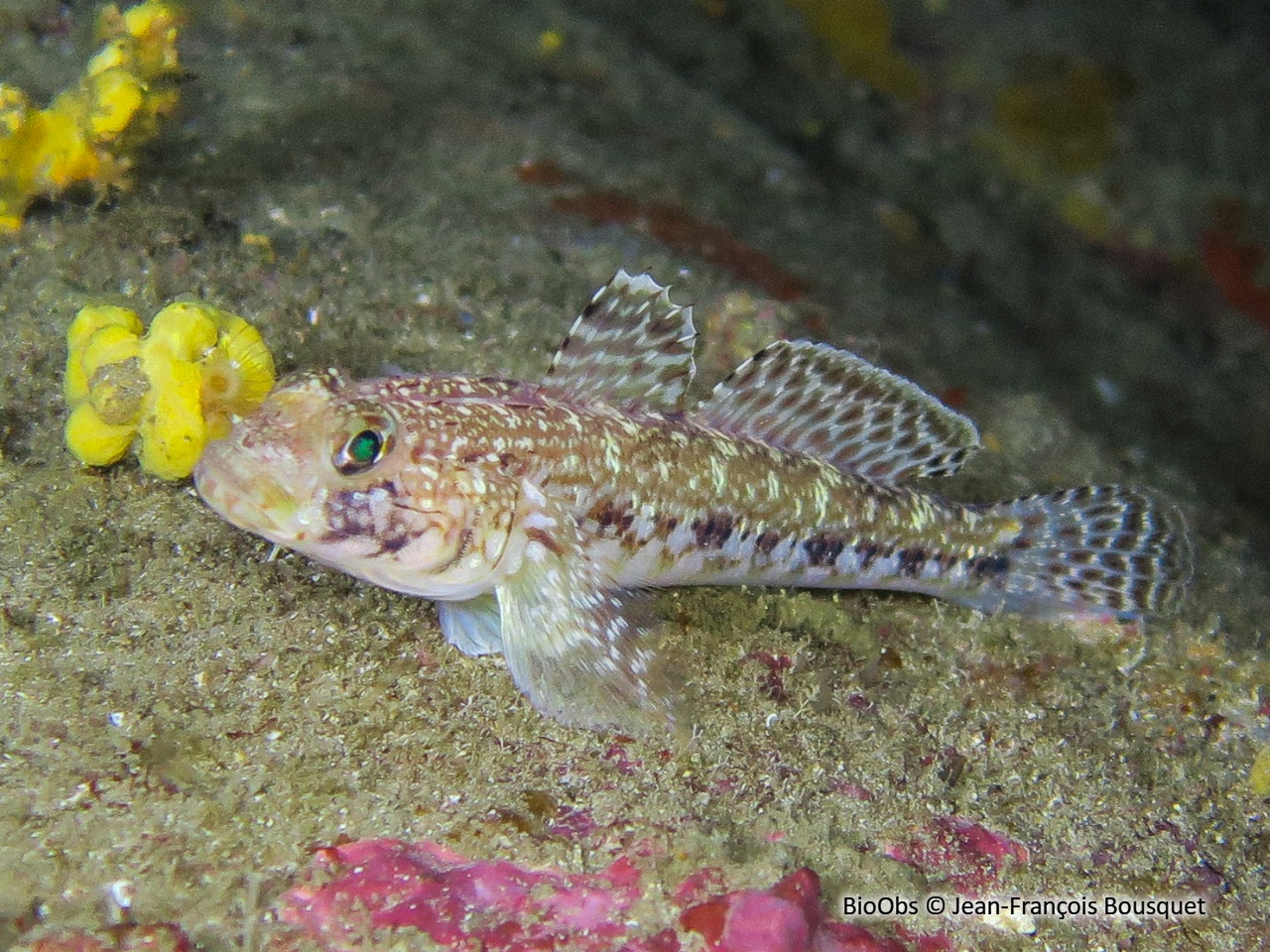 Gobie svelte - Gobius geniporus - Jean-François Bousquet - BioObs