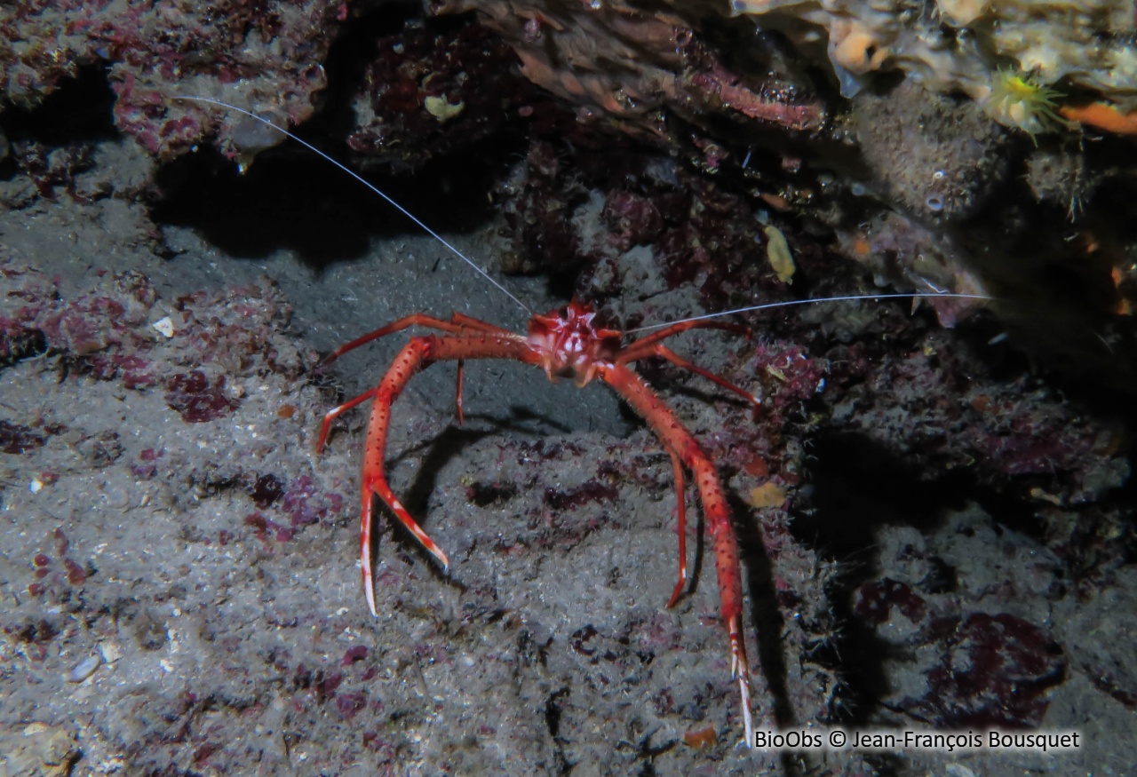 Galathée rose - Munida rugosa - Jean-François Bousquet - BioObs