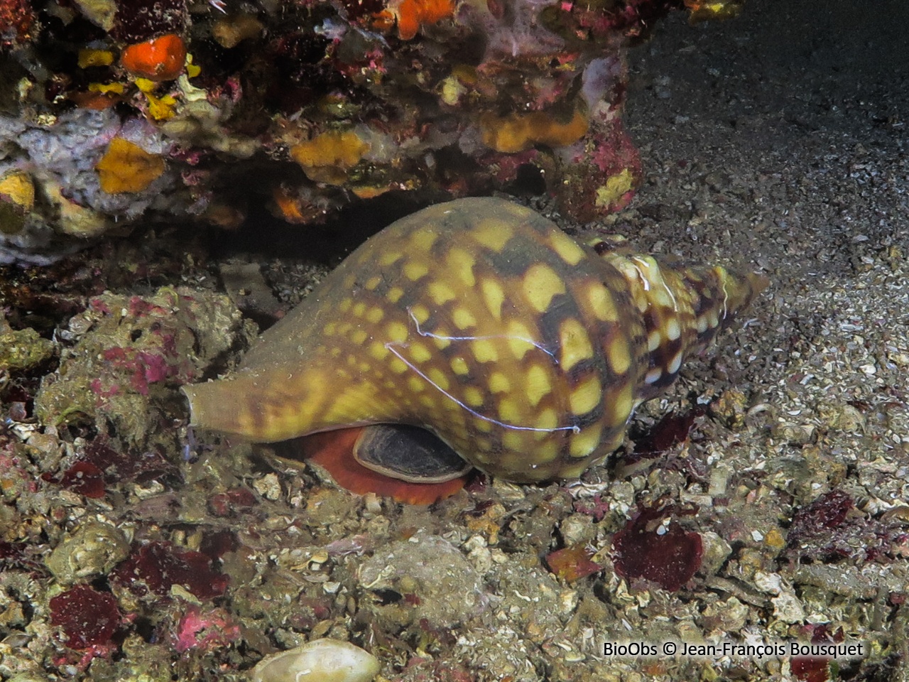 Triton, grande conque - Charonia lampas - Jean-François Bousquet - BioObs