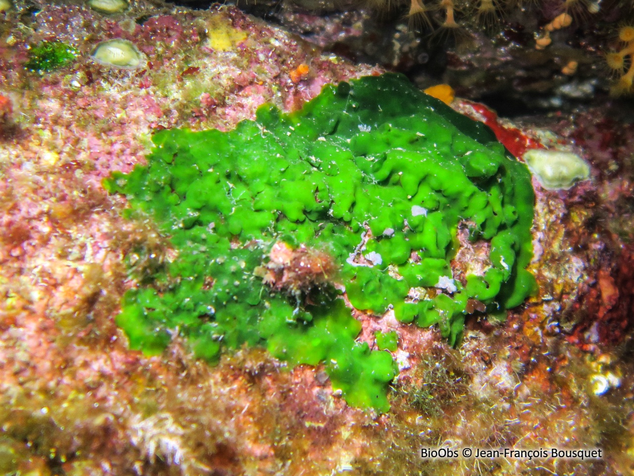 Palmophylle - Palmophyllum crassum - Jean-François Bousquet - BioObs