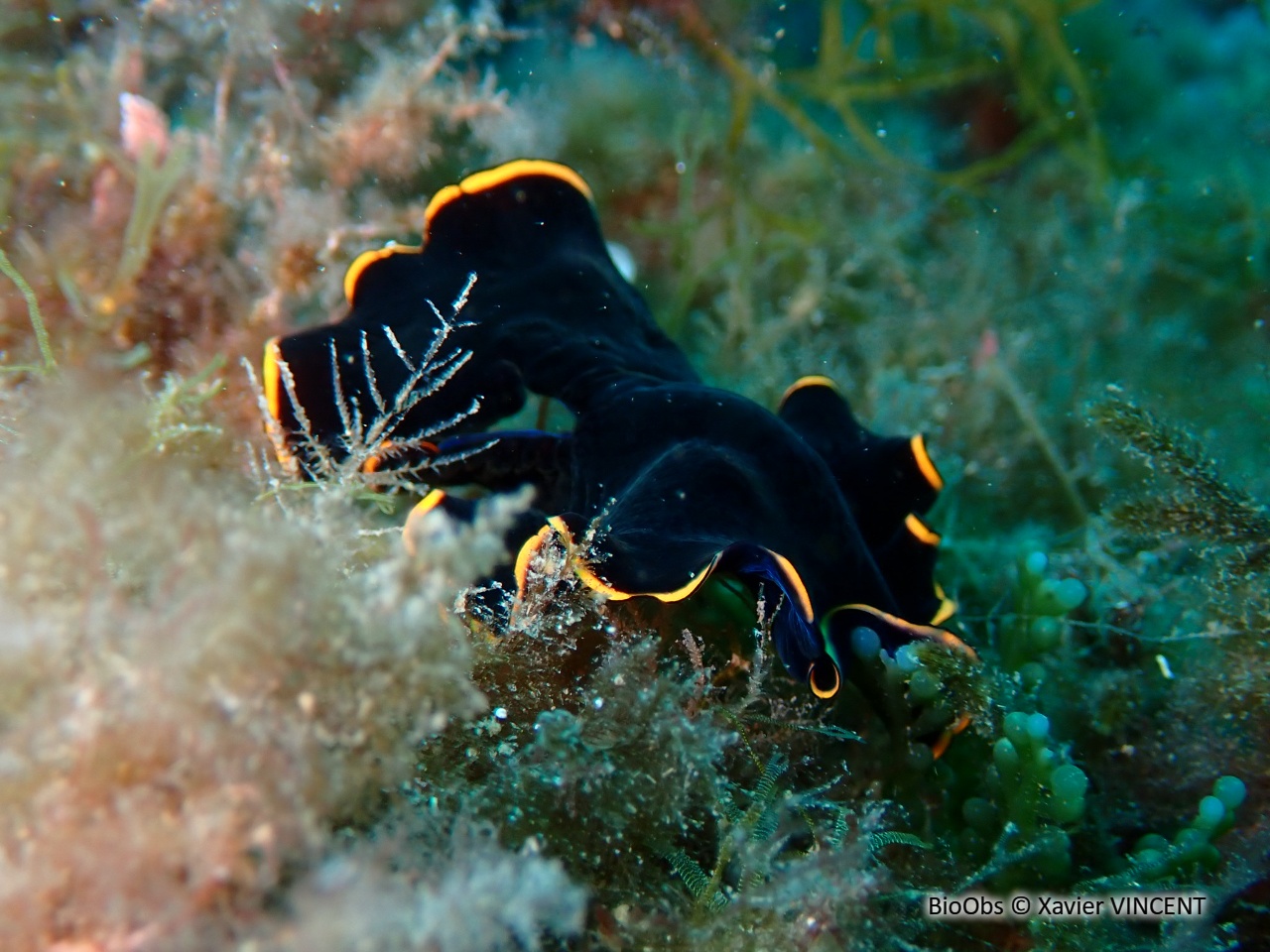 Ver plat noir - Pseudobiceros splendidus - Xavier VINCENT - BioObs