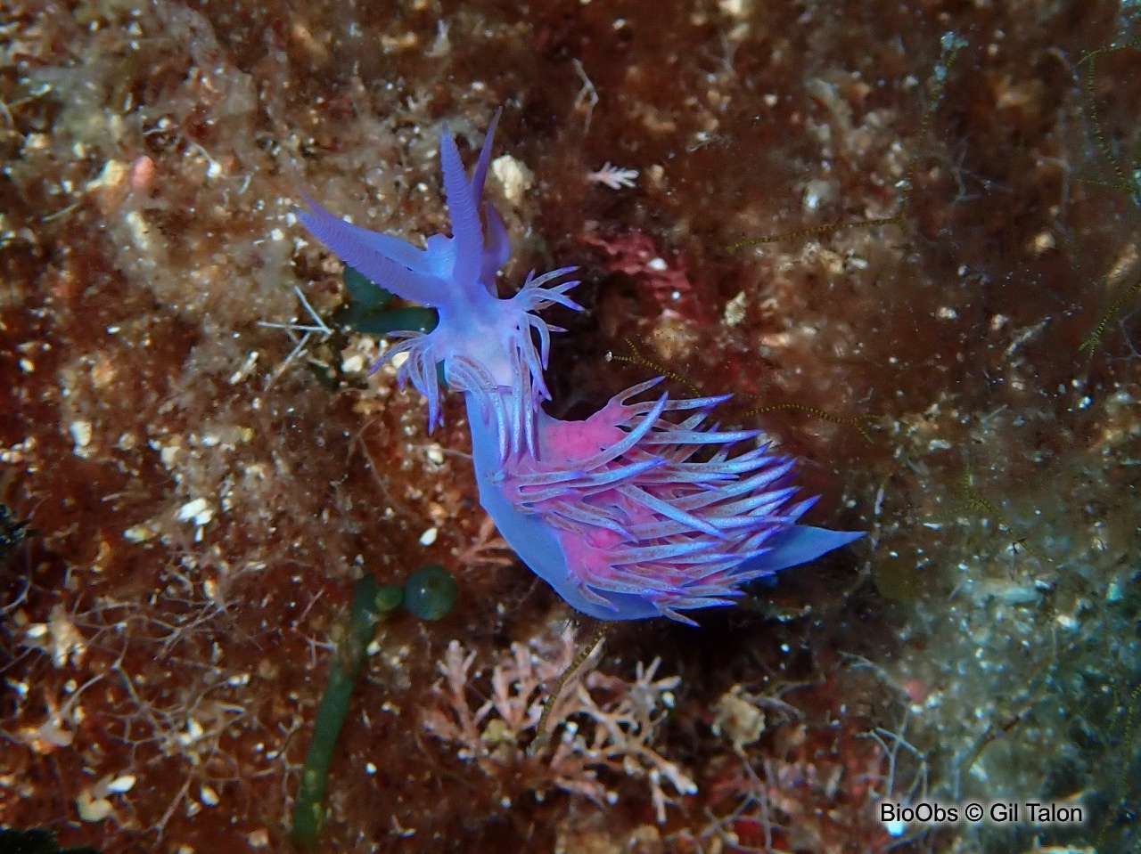 Flabelline mauve - Flabellina affinis - Gil Talon - BioObs