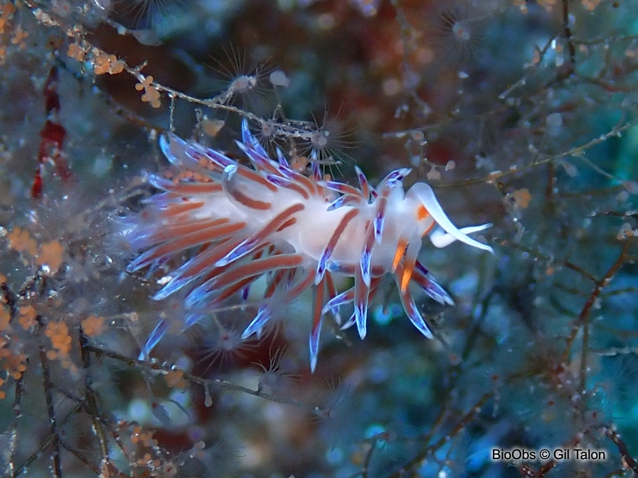 Hervia - Cratena peregrina - Gil Talon - BioObs