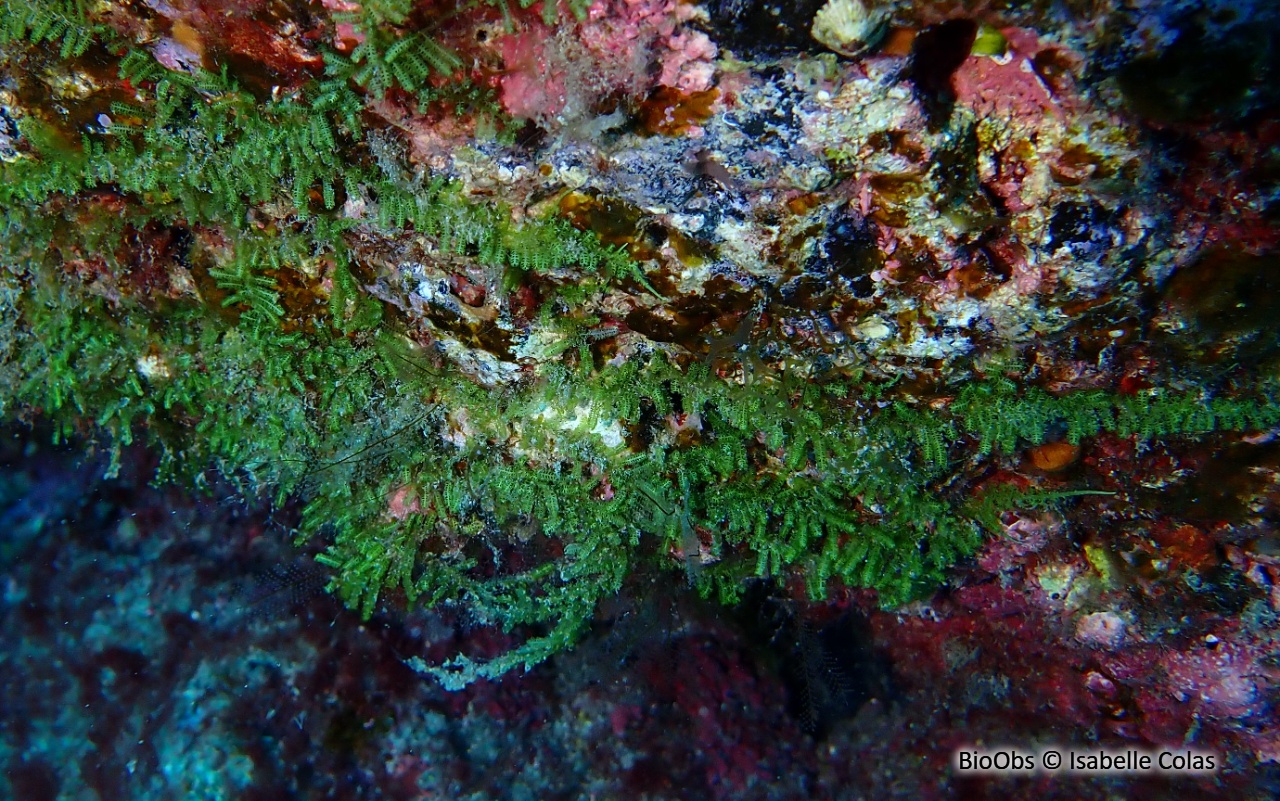 Caulerpa webbiana - Caulerpa webbiana - Isabelle Colas - BioObs