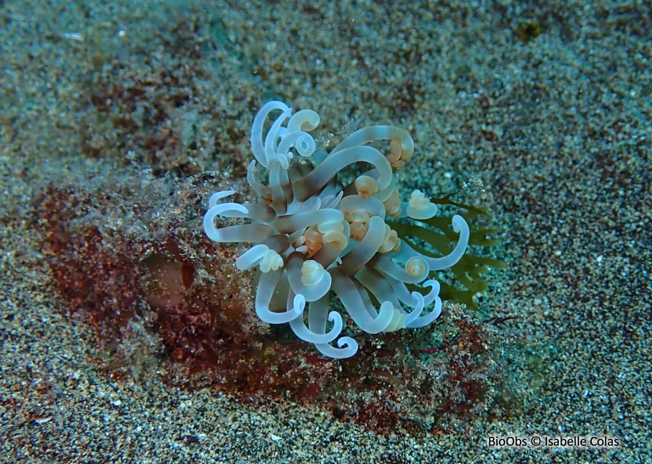 Cérianthe de Madère - Isarachnanthus maderensis - Isabelle Colas - BioObs