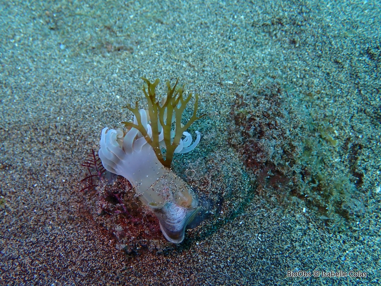 Cérianthe de Madère - Isarachnanthus maderensis - Isabelle Colas - BioObs