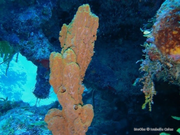 Axinelle ondulée - Axinella corrugata - Isabelle Colas - BioObs