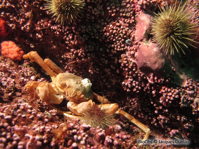 Crabe araignée - Hyas araneus - Jacques Dumas - BioObs