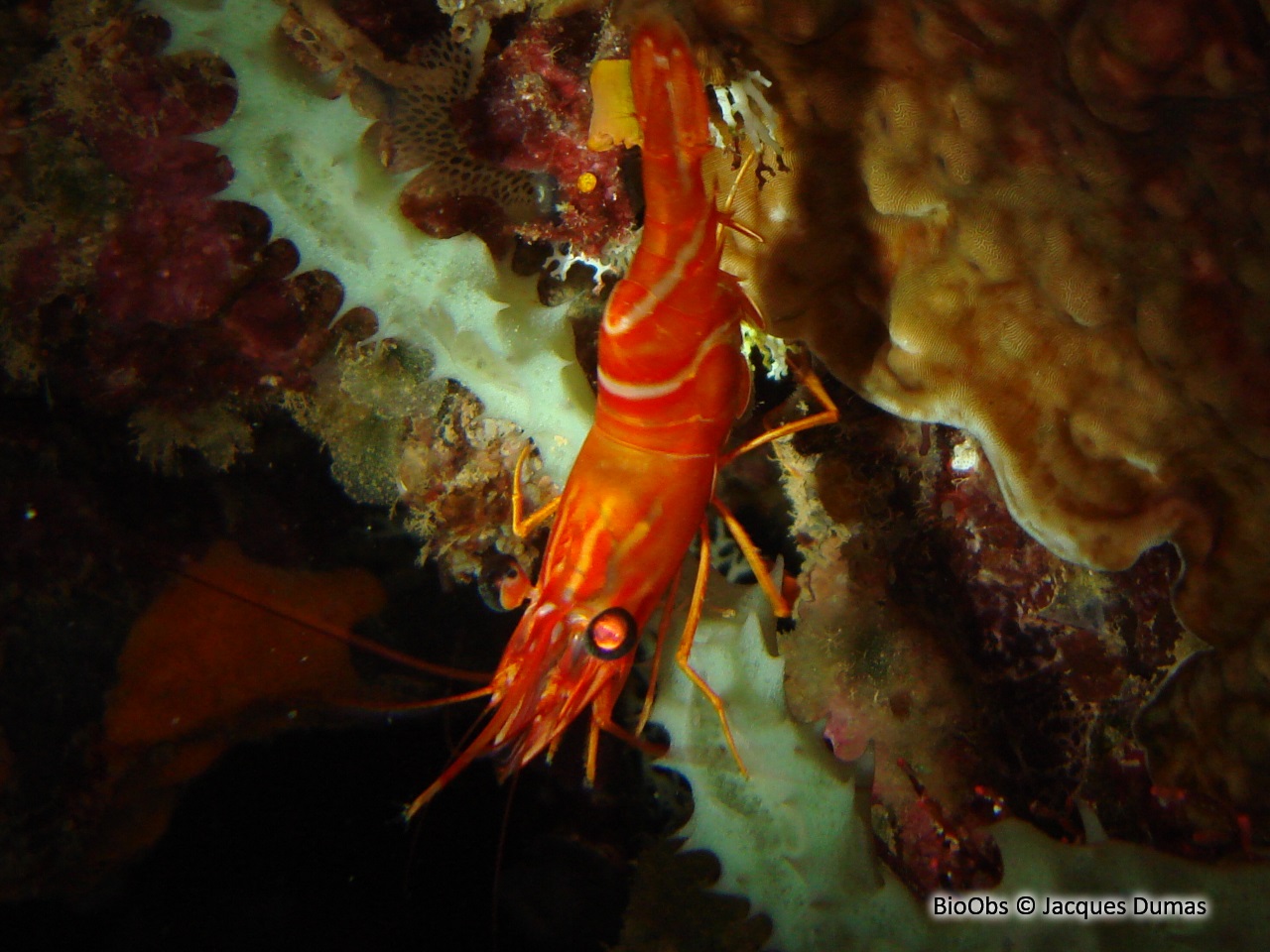 Crevette danseuse ocean indien - cinetorhynchus concolor - Jacques Dumas - BioObs