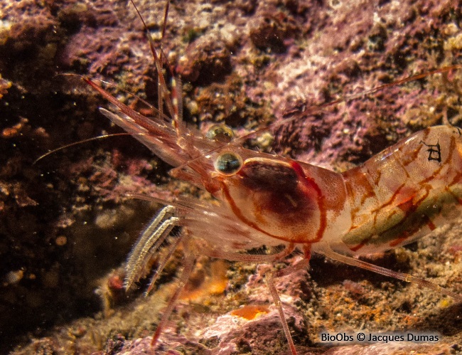 Crevette striée - Pandalus montagui - Jacques Dumas - BioObs