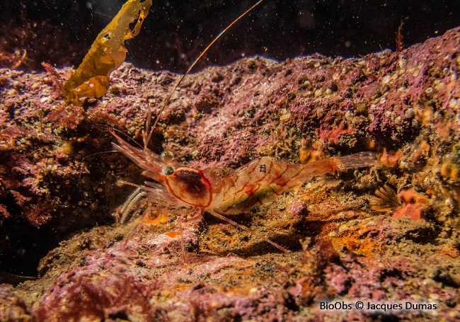 Crevette striée - Pandalus montagui - Jacques Dumas - BioObs