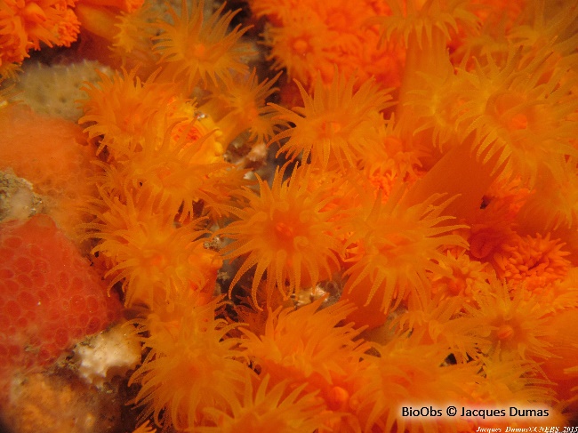 Madreporaire orange - Astroides calycularis - Jacques Dumas - BioObs