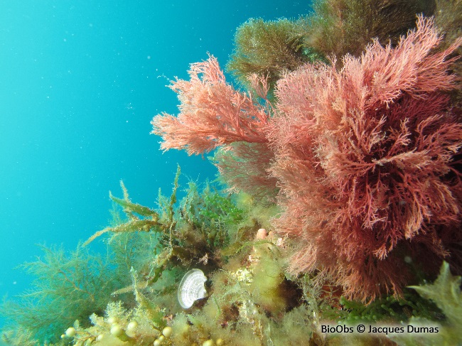 Sphérocoque - Sphaerococcus coronopifolius - Jacques Dumas - BioObs