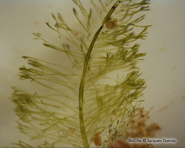 Bryopsis plumeux - Bryopsis plumosa - Jacques Dumas - BioObs