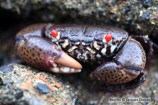 Crabe lisse aux yeux rouges - Eriphia sebana - Jacques Dumas - BioObs