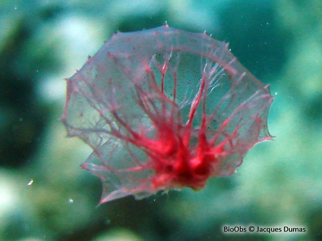 Eponge pompon - Oceanapia sagittaria - Jacques Dumas - BioObs