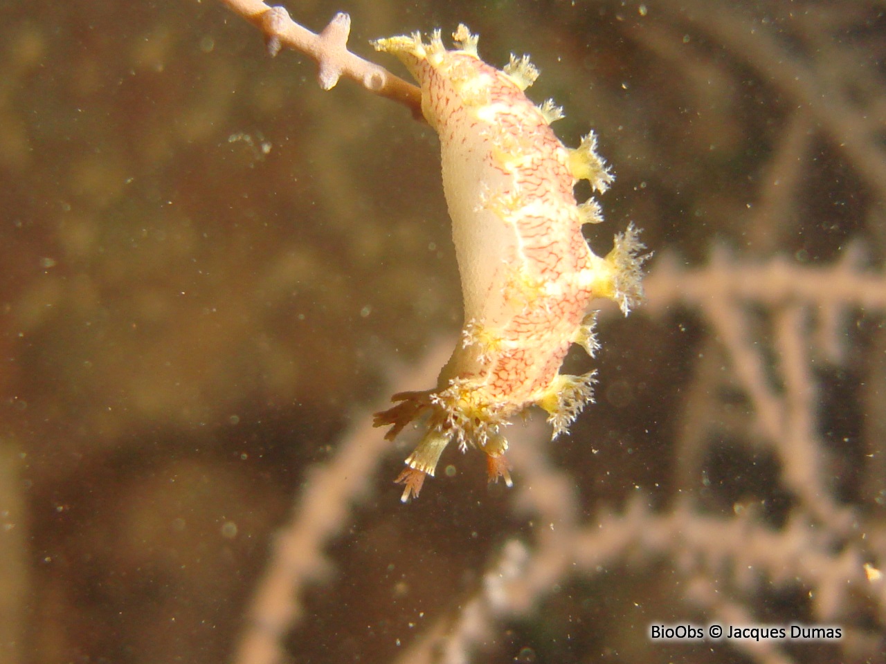 Nudibranche reticulé blanc et rouge - Marionia elongoreticulata - Jacques Dumas - BioObs