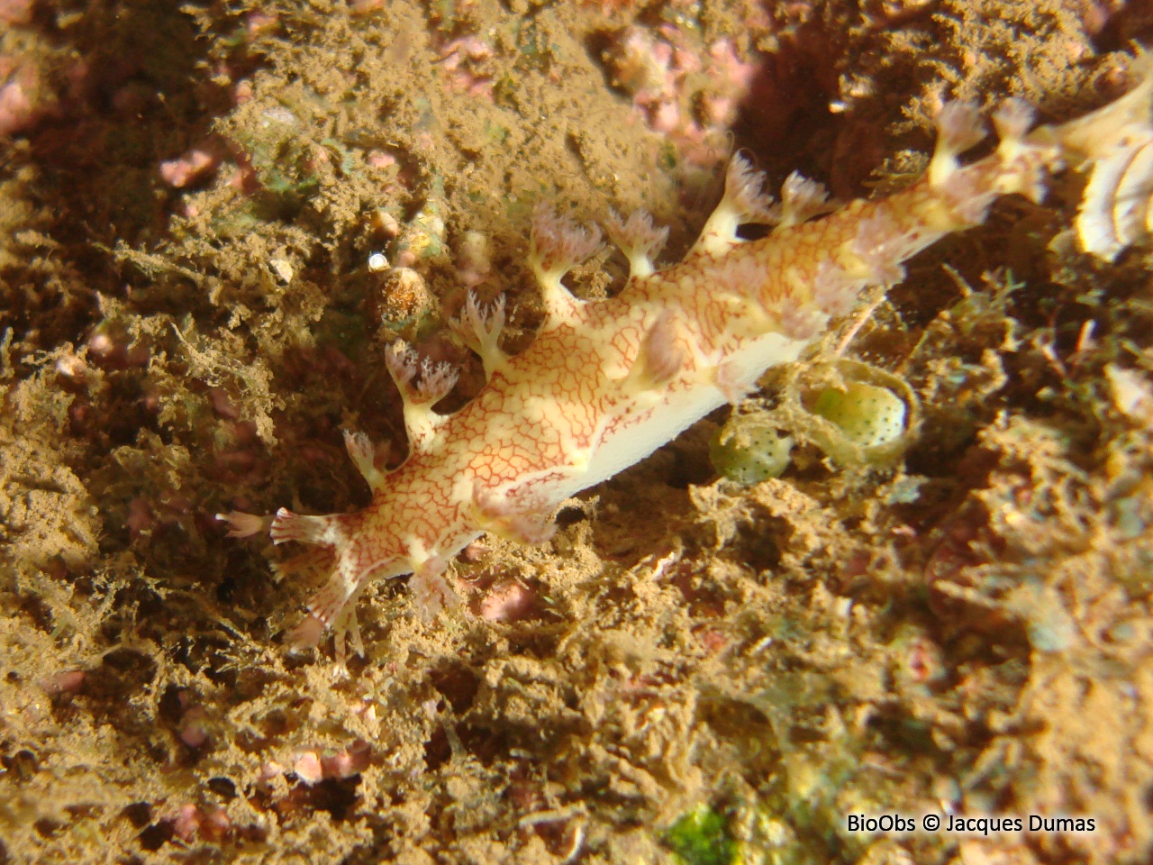 Nudibranche reticulé blanc et rouge - Marionia elongoreticulata - Jacques Dumas - BioObs