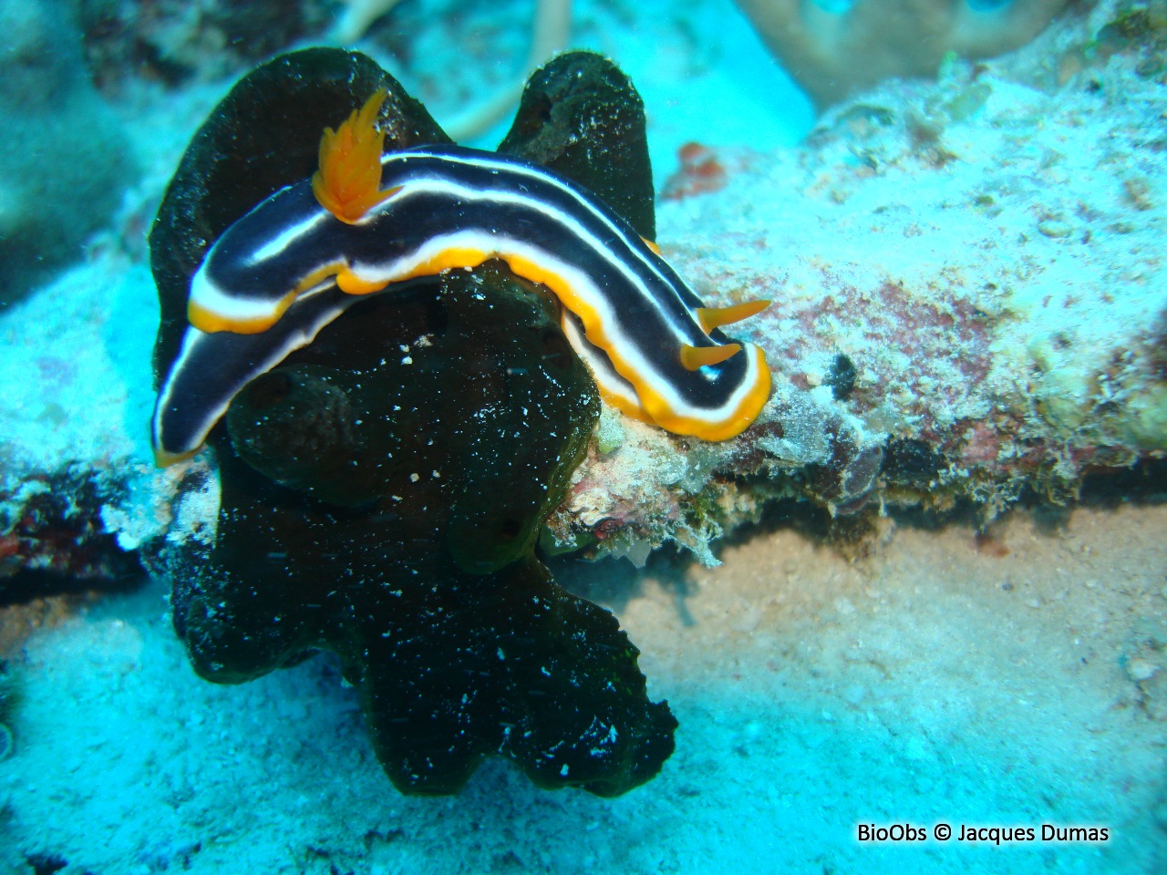 Chromodoris africain - Chromodoris africana - Jacques Dumas - BioObs