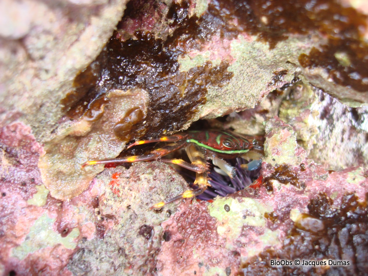 Crabe plat aux yeux rouges - Percnon planissimum - Jacques Dumas - BioObs