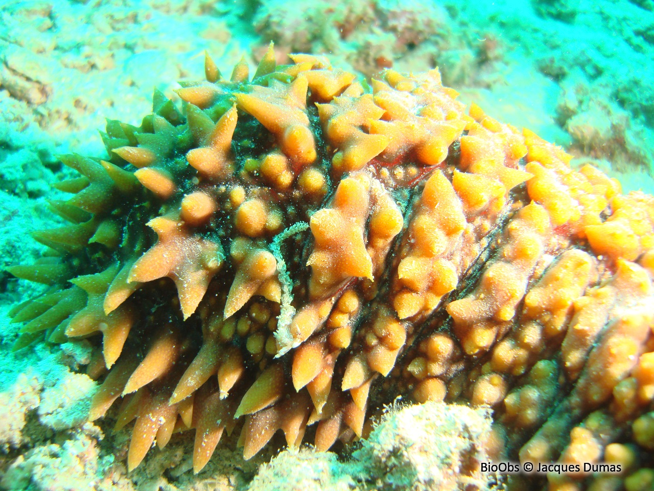 Concombre de mer épineux - Thelenota ananas - Jacques Dumas - BioObs