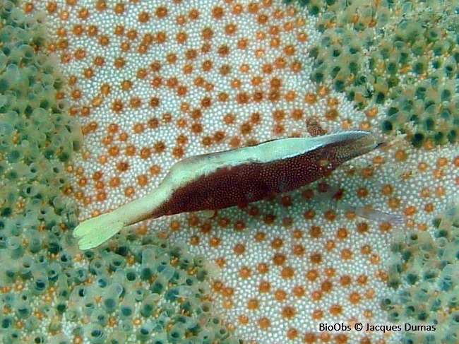 Crevette des astérides - Zenopontonia soror - Jacques Dumas - BioObs