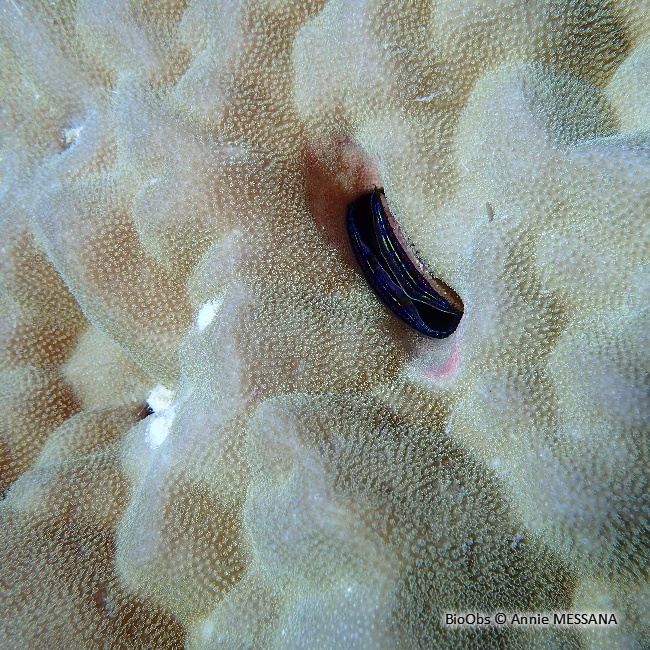 Huître corallicole - Pedum spondyloideum - annie MESSANA - BioObs