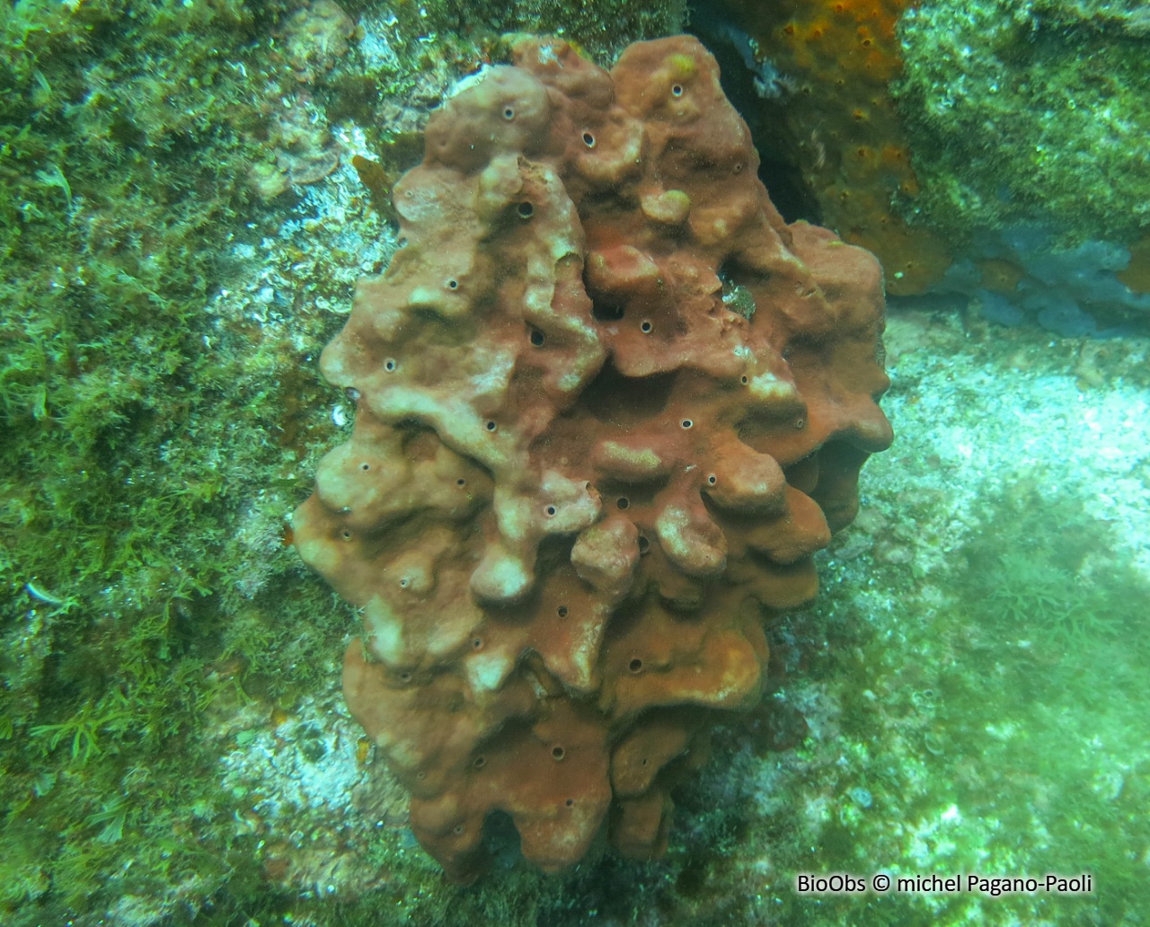 Eponge pierre - Petrosia (Petrosia) ficiformis - michel Pagano-Paoli - BioObs