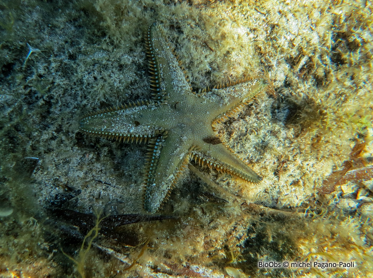 Etoile-peigne commune - Astropecten irregularis - michel Pagano-Paoli - BioObs