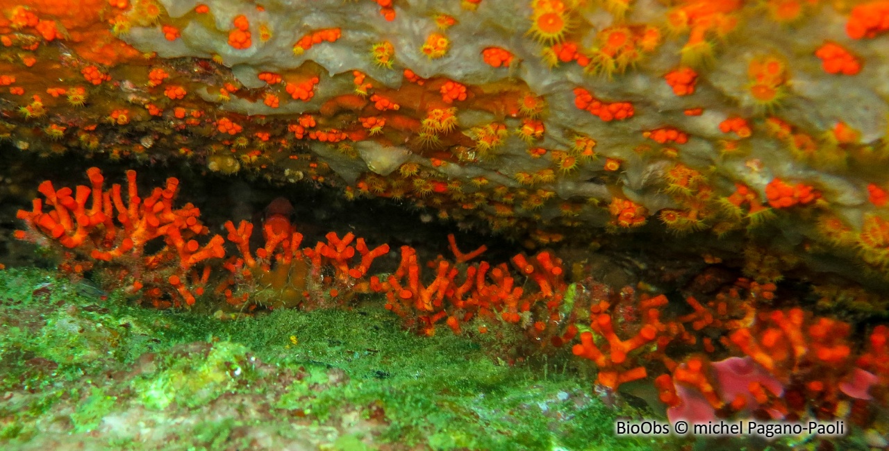 Faux corail - Myriapora truncata - michel Pagano-Paoli - BioObs