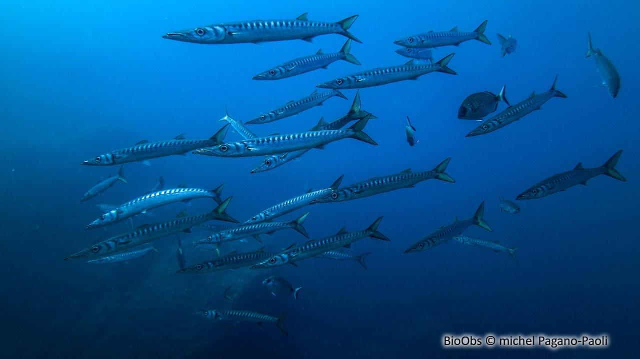 Barracuda, bécune à bouche jaune - Sphyraena viridensis - michel Pagano-Paoli - BioObs