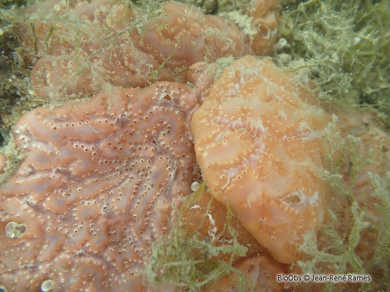 Aplidium de Nordmann; forme méditerranéenne - Aplidium aff. nordmanni - Jean-René Rames - BioObs