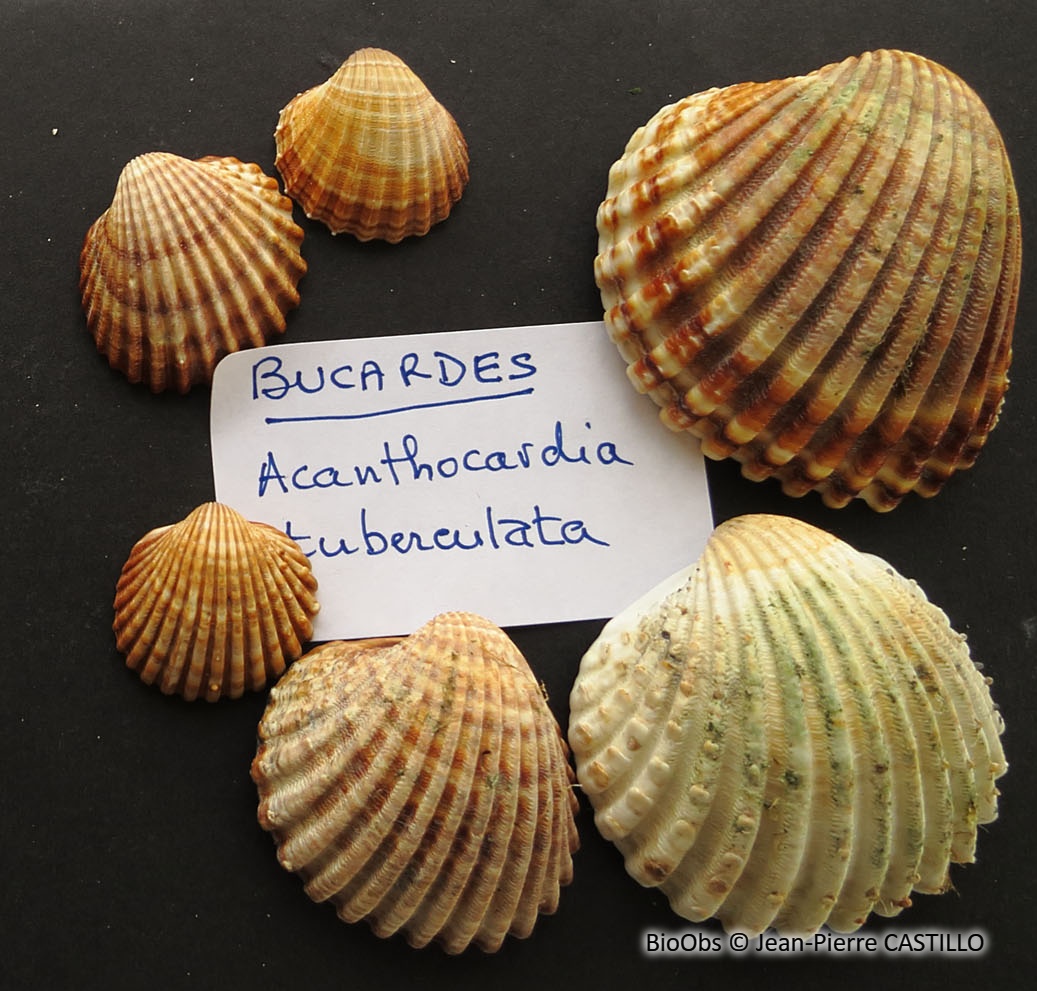 Bucarde tuberculée - Acanthocardia tuberculata - Jean-Pierre CASTILLO - BioObs