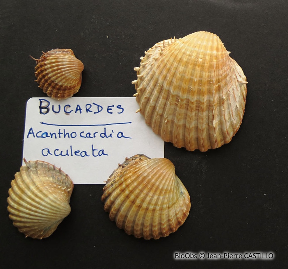 Bucarde épineuse - Acanthocardia aculeata - Jean-Pierre CASTILLO - BioObs