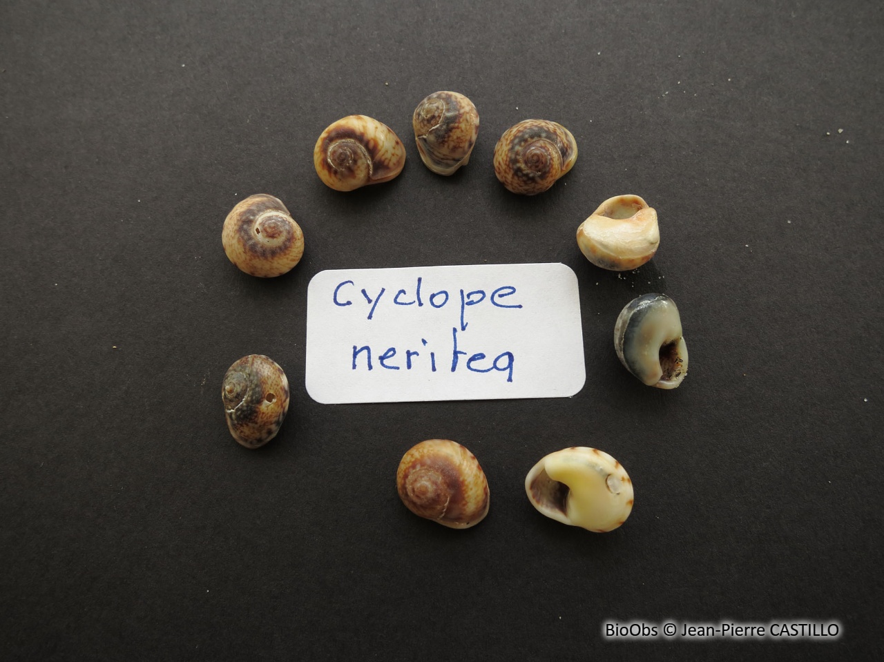 Nasse néritoïde - Tritia neritea - Jean-Pierre CASTILLO - BioObs