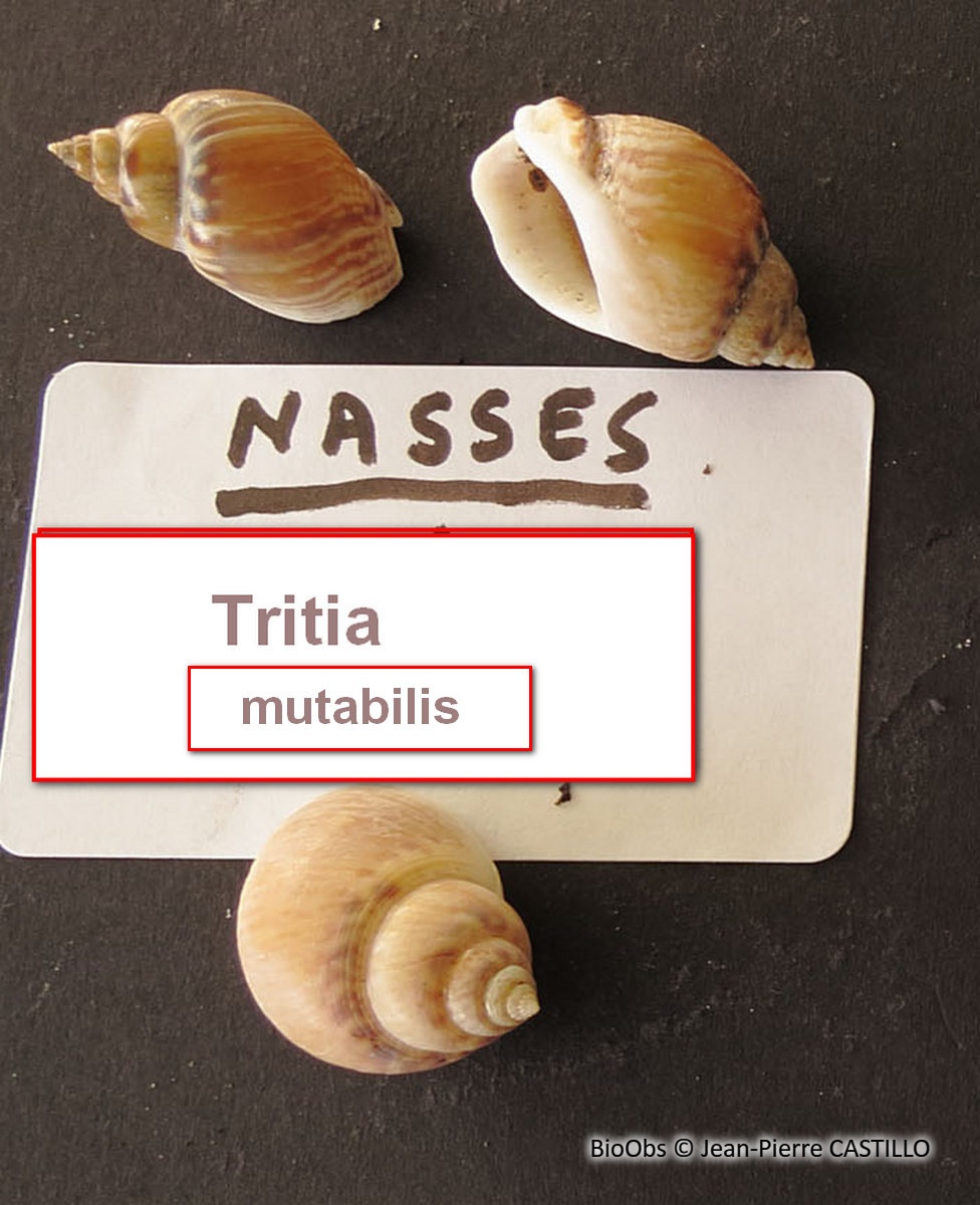 Noisette de mer - Tritia mutabilis - Jean-Pierre CASTILLO - BioObs