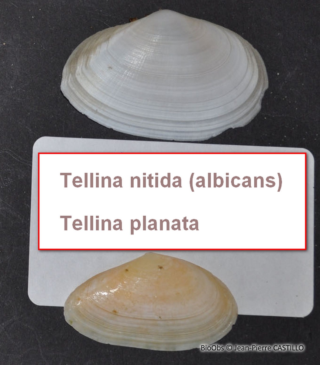 Telline - Tellina sp - Jean-Pierre CASTILLO - BioObs