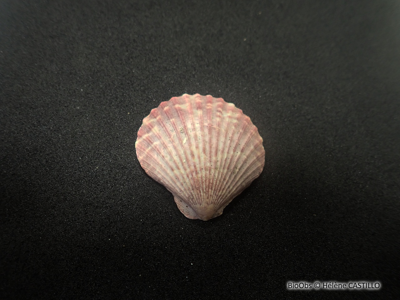 Coquille Saint-Jacques de Méditerranée - Pecten jacobaeus - Hélène CASTILLO - BioObs